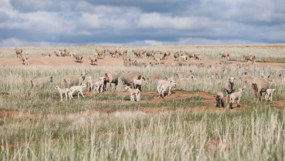 Merino ewes and their two week old prime lambs on the Hayes-Thompson familys property are in excellent condition due to lambing onto 195 hectares of stripper straw and self sown pasture.