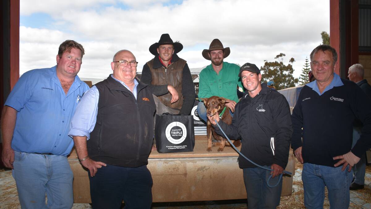 Prices hit a high of $15,900 in the working dog auction at last weeks Rabobank WA Sheep Expo & Ram Sale at Katanning for this three-year-old brown and tan desexed female, Shimmy Downs Tanner, when it was knocked down to Craig Heggaton, Kojonup. With Tanner after the sale were Westcoast Wool & Livestock WA sheep manager Lincon Gangell (left), Ben Fletcher, representing Zoetis which was a sponsor of the sale, sale co-ordinators Jim Harradine, Williams and Blake Robinson, Frankland River, vendor James Carr, Shimmy Downs Kelpies, Busselton and Westcoast Wool & Livestock auctioneer Chris Hartley.