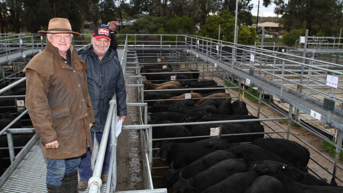 Elders Bridgetown representative Deane Allen (left) and Mt Ferguson Grazing Company farm manager Trevor Scott, Dardanup, look over the Mt Ferguson Angus steers which sold to 410c/kg at the Elders store cattle sale at Boyanup last week.