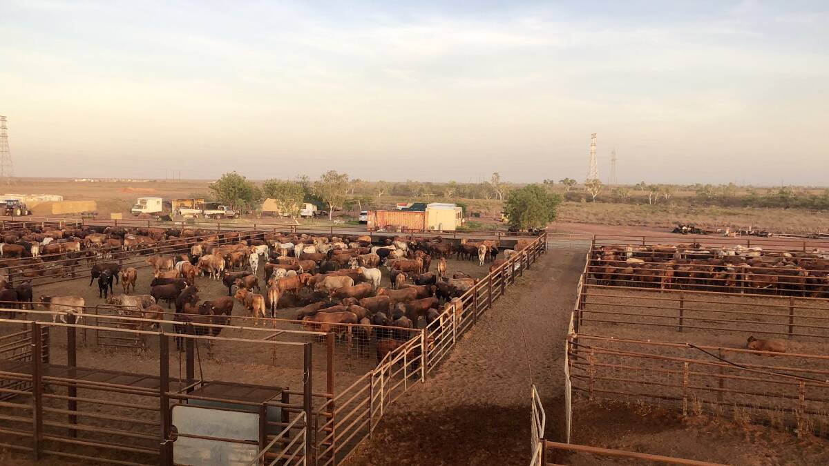 Cattle from Pardoo and Wallal stations at the Port Hedland Export Depot earlier this week which were loaded aboard the Gudali Express for Livestock Shipping Services for export to Indonesia.