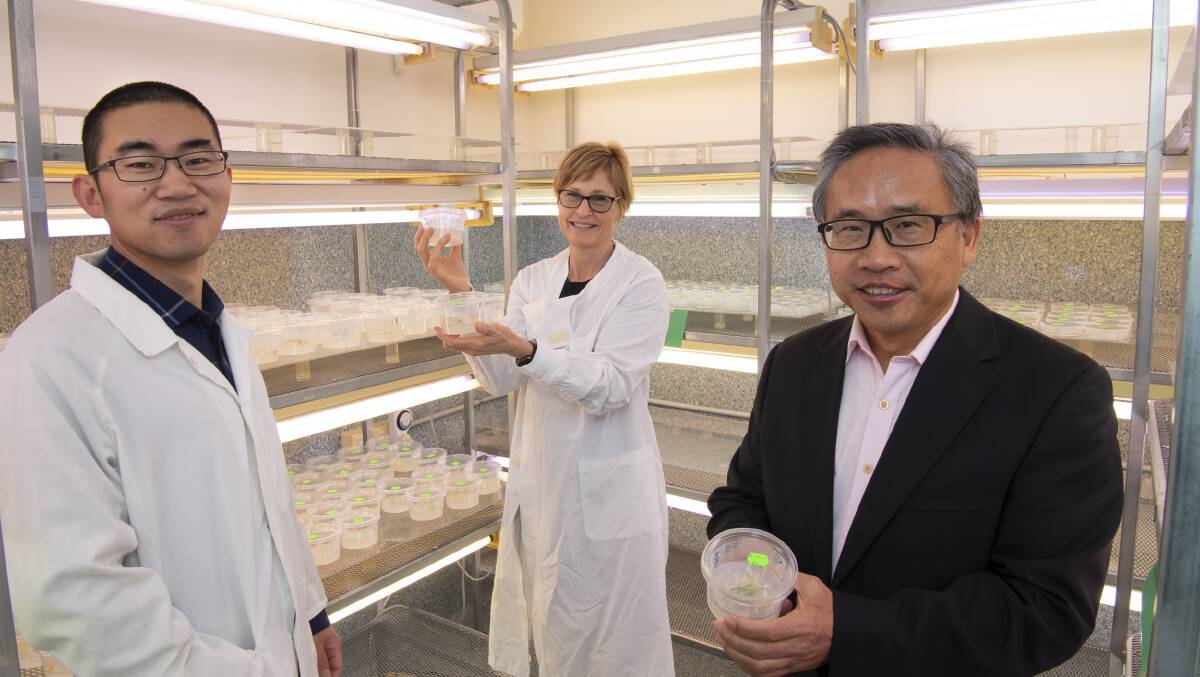 Murdoch University post-doctoral research fellow Yong Han (left), DPIRD research scientist Sue Broughton and WCGA director professor Chengdao Li take plant material from the DPIRD Doubled Haploid Laboratory for gene-editing.