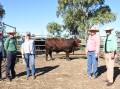 Prices hit a high of $21,000 in last week's Biara Santa Gertrudis on-property sale at Northampton for this bull offered by guest vendor the Wendalla stud, Bolgart. With the bull were Wendalla stud principal Wendy Gould (left), Nutrien Livestock, Pilbara agent Daniel Wood, buyer Mel Leeds, 3 Sons stud, Regans Ford, Elders, Moora representative Clint Fletcher and Nutrien Livestock State manager Leon Giglia.