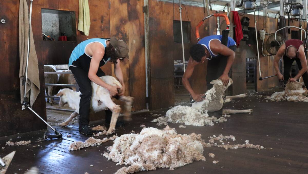 Shearing in full swing at the Peel Feedlot. Students in the training course were alongside professional shearers to get a feel for the pace and environment they would be working in when they find full-time work.