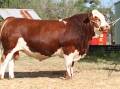 Bandeeka Rusty R35, which sold for a record price at the WALSA and Farm Weekly Supreme Bull Sale this morning.