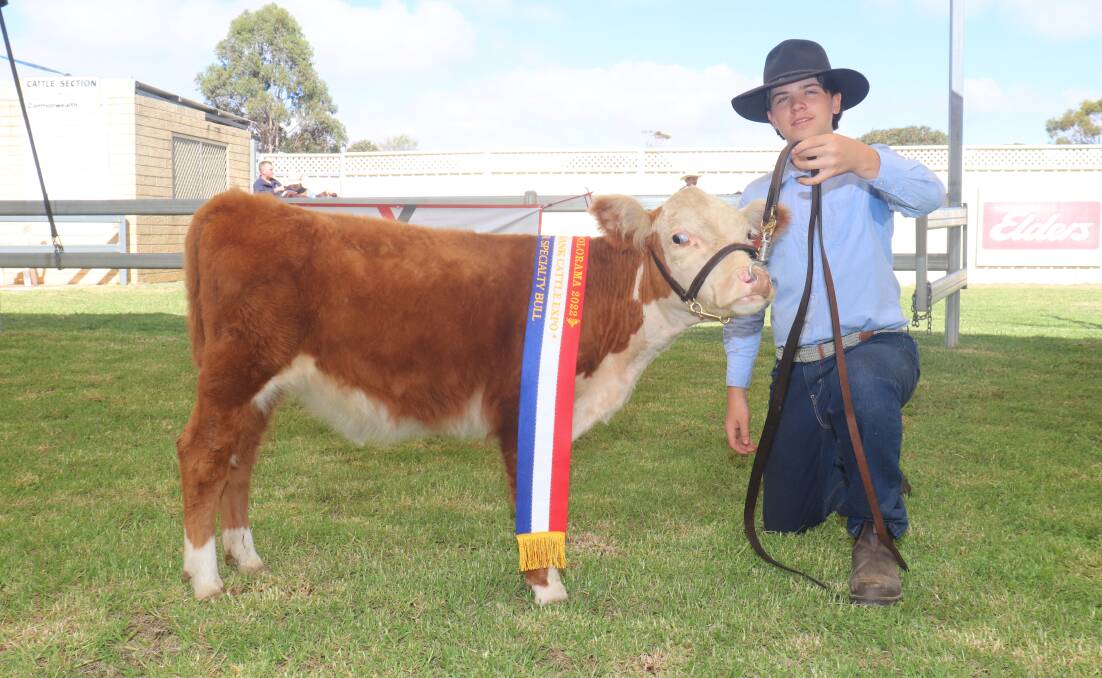 Miniature Hereford bull Paragon Lord TJ exhibited by the Paragon stud, Waroona, was the specialty breed junior champion bull and is held by Alinah Scanlan.