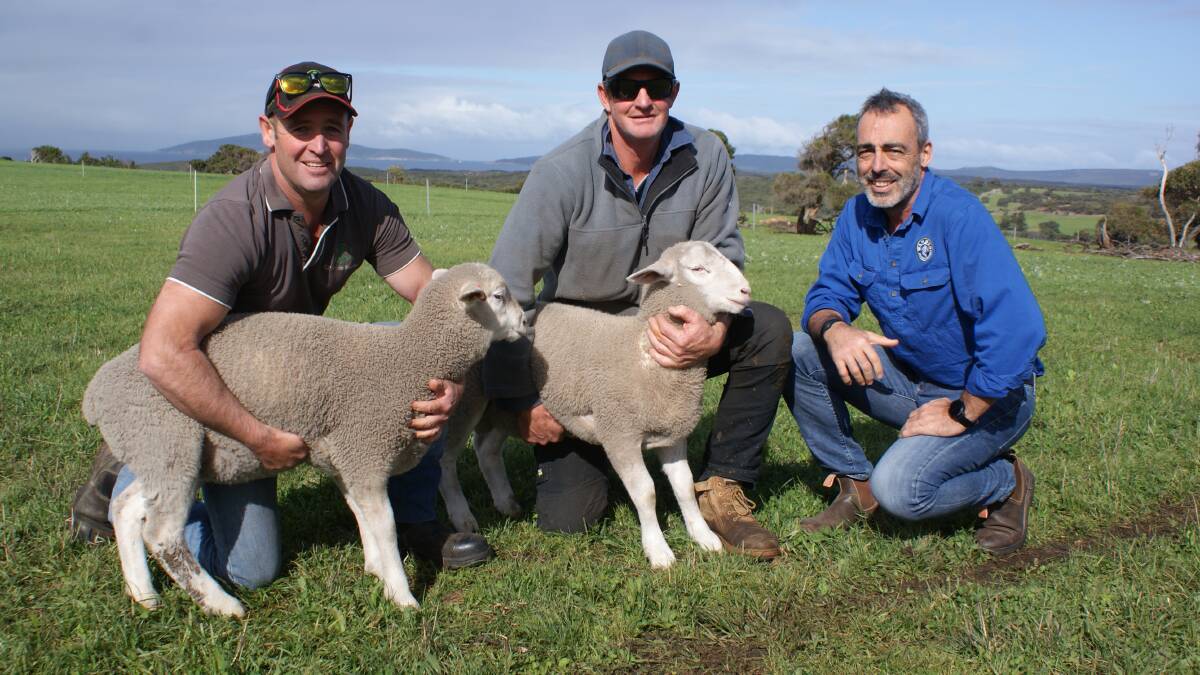 Col Bowey (left) and Ash Baldwin, Green Range Lamb, with WAMMCOs Rob Davidson and some of the operations UltraWhite lambs.