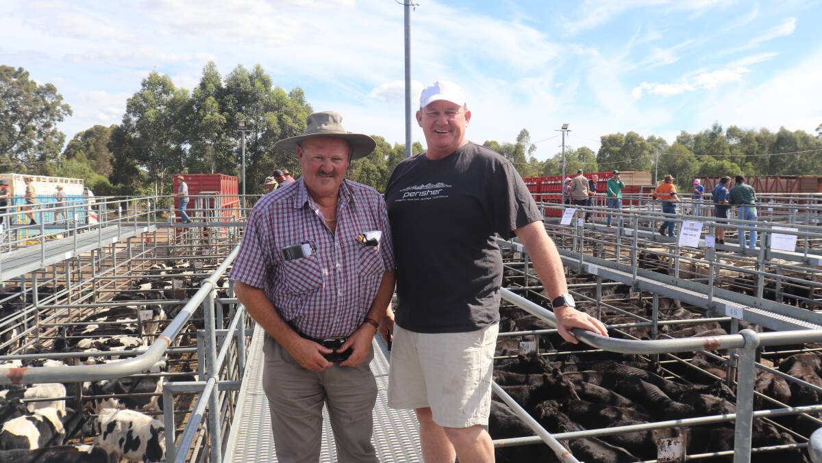 Greg Jones (left), Western Meat Packers and Roy McDowall caught up for a chat at Boyanup last week. By the sale's end Western Meat Packers had secured a total of six pens.