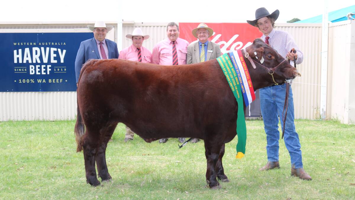 The Smith family, bred and showed the reserve grand champion and champion heavyweight steer, this 506kg purebred Sussex with judge Brendan Scheiwe (left), joined by Elders sponsor representatives Pearce Watling, Tim Spicer and Deane Allen, and exhibitor Robert Smith, Albany.
