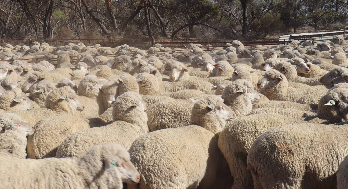 The $321 record breaking line of ewes was sold via AuctionsPlus and consisted of 1180 Seymour Park bloodline, 10-11 month old (green tag), October shorn, Merino ewe lambs.