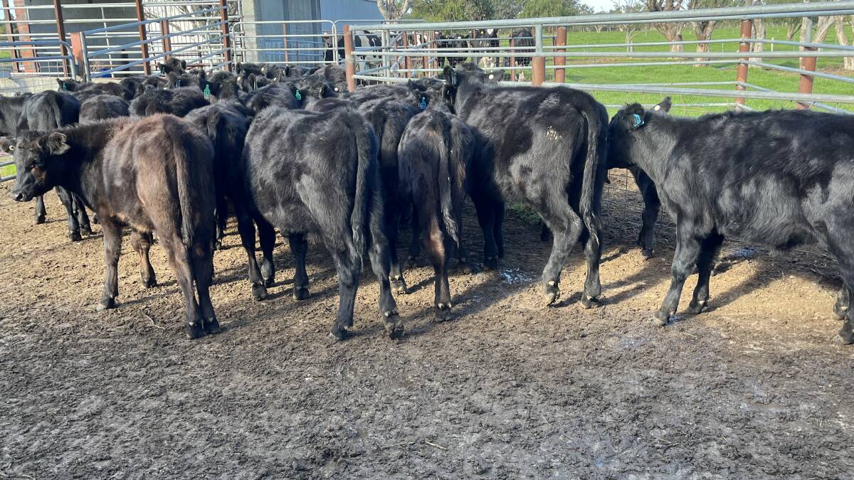 Stockfield Farms is biggest vendor in the first cross section of the day-two sale with 60 owner-bred Angus-Friesian steers and heifers aged six to eight months.