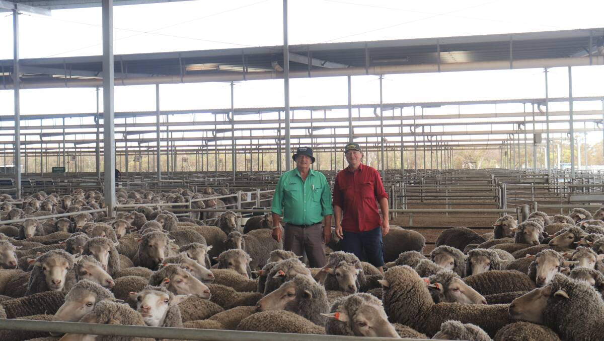 Nutrien Livestock, Katanning representative Wayne Fuchsbichler (left) and top-price vendor Peter Battersby, Knowsley Grazing Co, Katanning, with the $230 equal top-price line of 425 Barloo blood, April shorn, 2.5yo ewes.