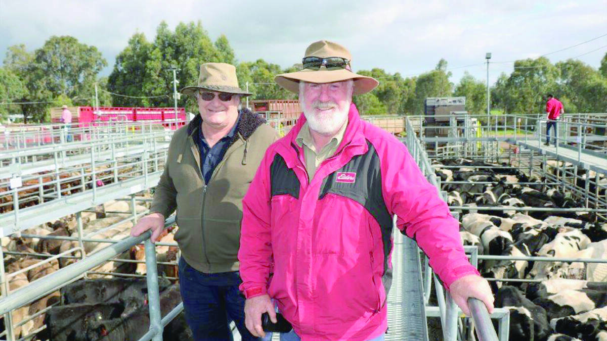 Neil Gilbert (left), Ludlow, caught up with Robert Gibbings, Elders Capel, before the sale at Boyanup.