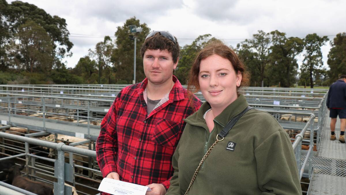 James Roberts and Cloe Rees, Collie, inspected their South Devon cattle before the sale where their steers topped at $1993.