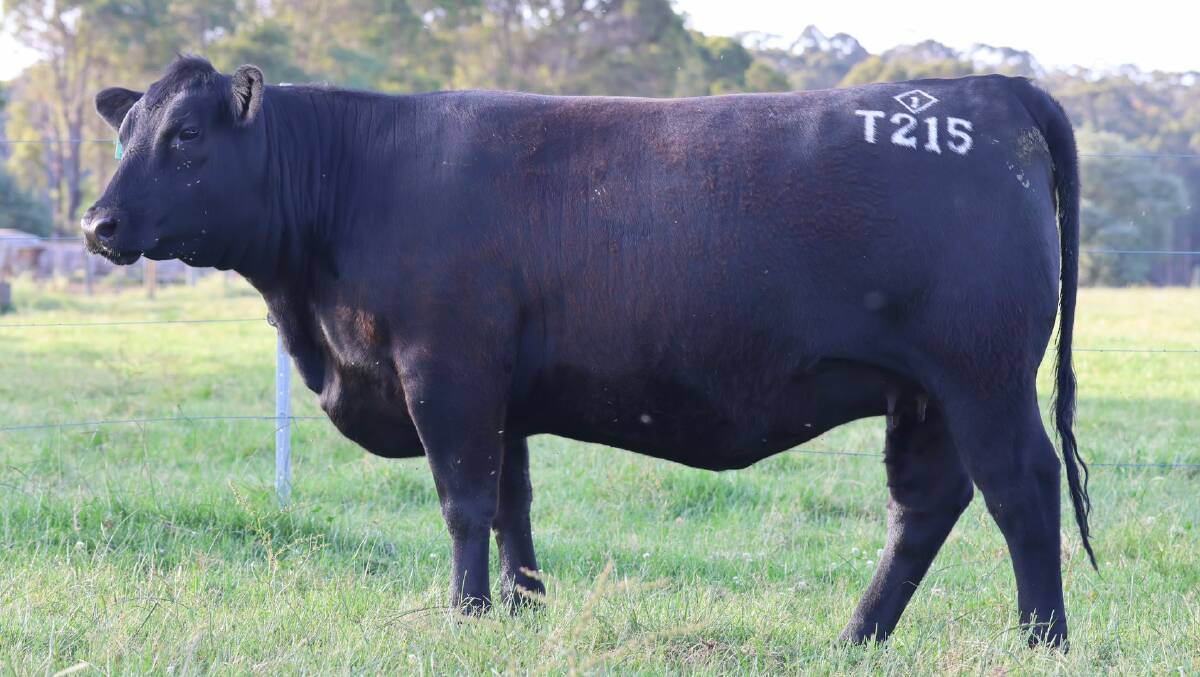 Gandy Angus, Manjimup, will offer 35 PTIC HBR registered Angus heifers on AuctionsPlus from Thursday, December 14 to Friday, December 15.
