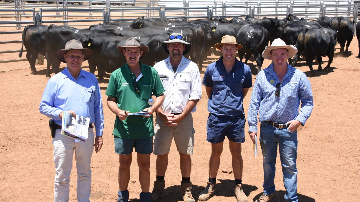 Checking out the bulls post sale were buyer Peter Barrett-Lennard, Gingin and his agent Greg Neaves, Landmark Gingin, Lawsons Angus representative Bevan Ravenhill, buyer Zac Roberts, Dandaragan and his agent Rhys Hebberman, Primaries Central Midlands. During the sale Mr Barrett-Lennard purchased four bulls to a high of $6000 and Mr Roberts secured six sires at a top of $6000 (twice).