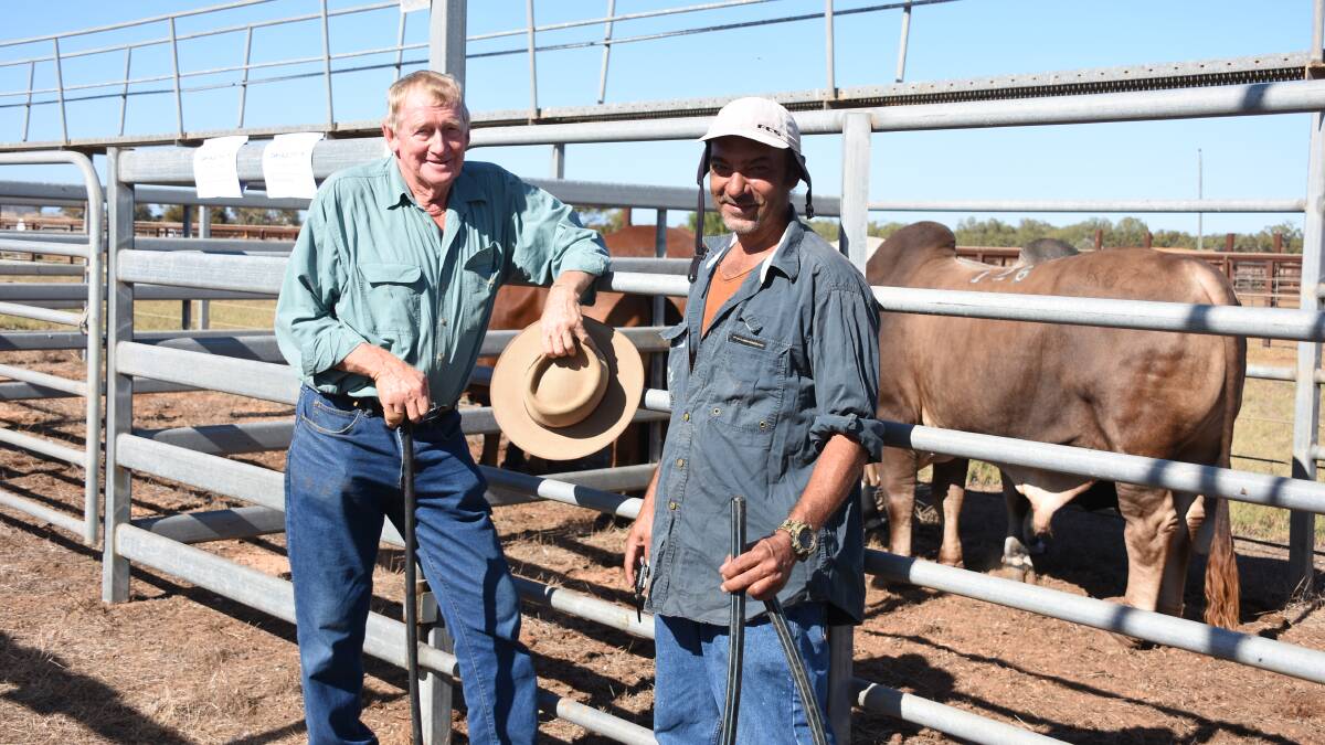 Vendors John Wesley (left), Charlesville Brahman stud, Southern Cross and Bruce Lovelock, Canterbury Brahman stud, New Norcia, looking over the line-up of bulls before the sale.
