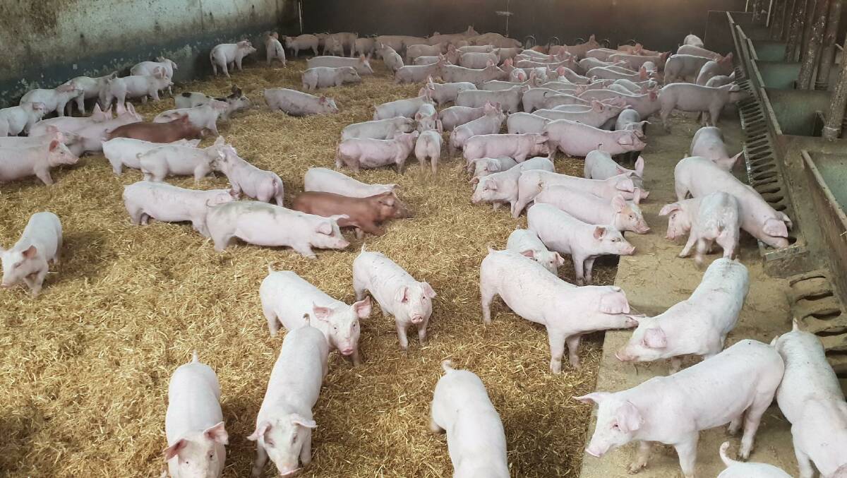When it comes to running a successful pig farm and growing the best tasting pork, Mr Hoffrichter said genetics, feed, labour and climate were most important.