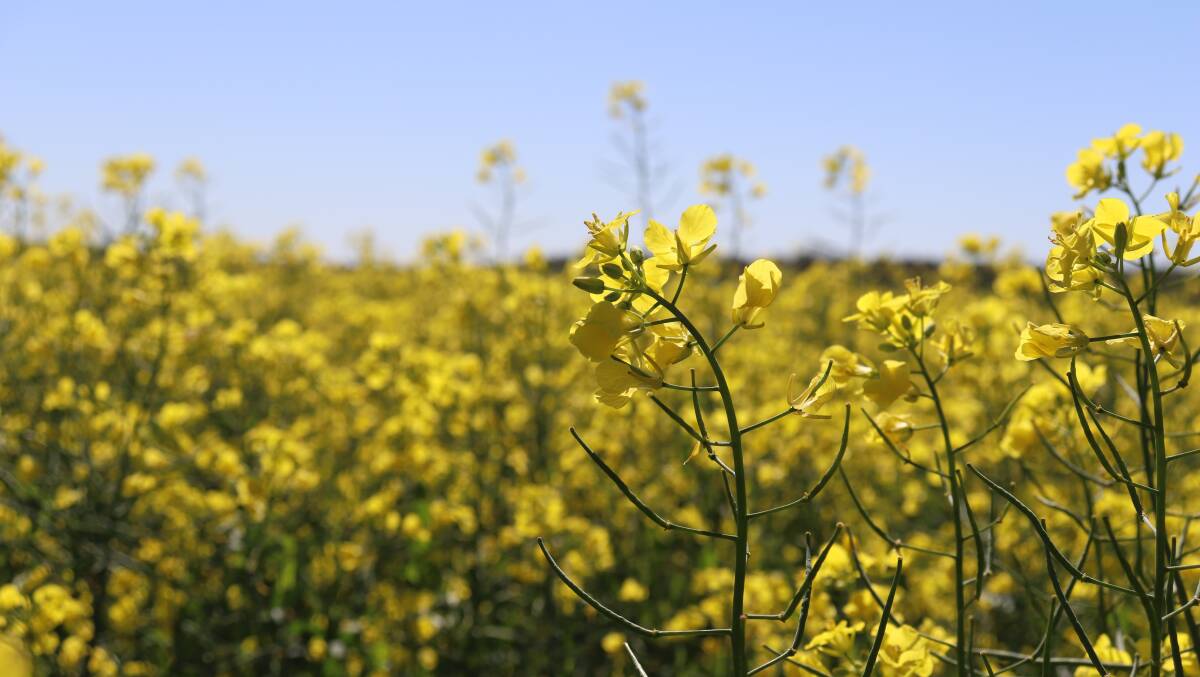 Why is there a big fire under canola prices?