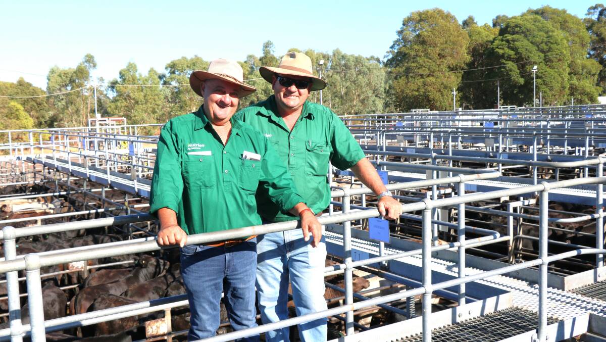 Nutrien Livestock, Peel representative Ralph Mosca (left) and Nutrien Livestock Manjimup represenatative Brett Chatley checked out the yarding together before the sale.