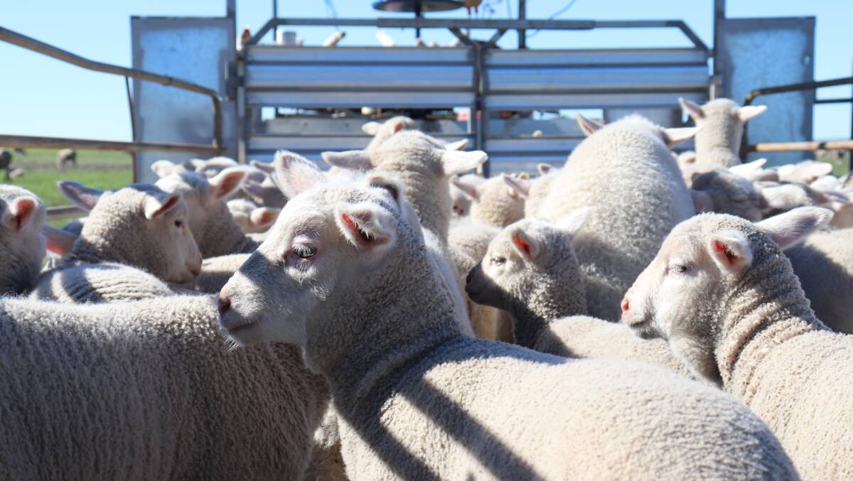 The 2019 drop of crossbred lambs were ticking along nicely when Farm Weekly visited in July.
