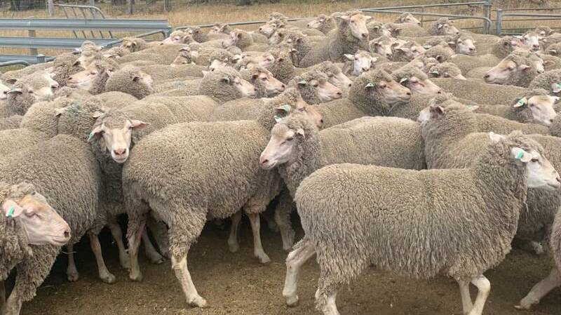 Prices topped at $302 per head and was for a line of 173 March shorn, Far Valley bloodline, 2.5-year-old Dohne ewes offered by Eagle Hawk Estate, Mt Barker.