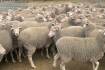 2.5yo ewes sell to $302 at Kojonup
