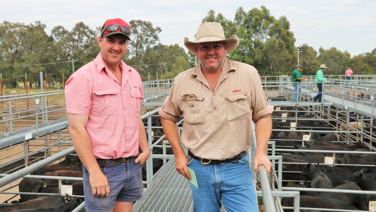 Elders Manjimup and Pemberton representatives Cam Harris (left) and Brad McDonnell, checking out the yarding at Boyanup. Mr McDonnell bought several pens for clients while Mr Harris also had his name entered in the clerking sheets.