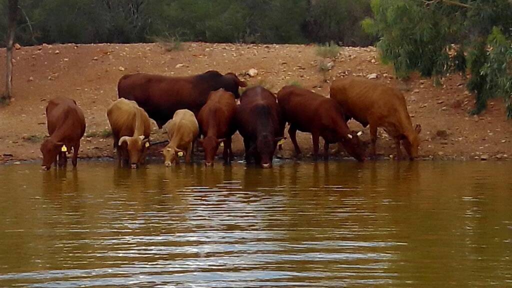 Santa Gertrudis bulls have been introduced to Laverton Downs in the past few years to increase weight.