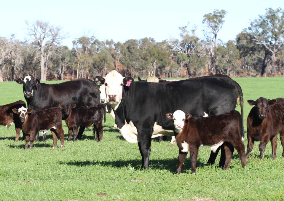 Solid demand continues for beef