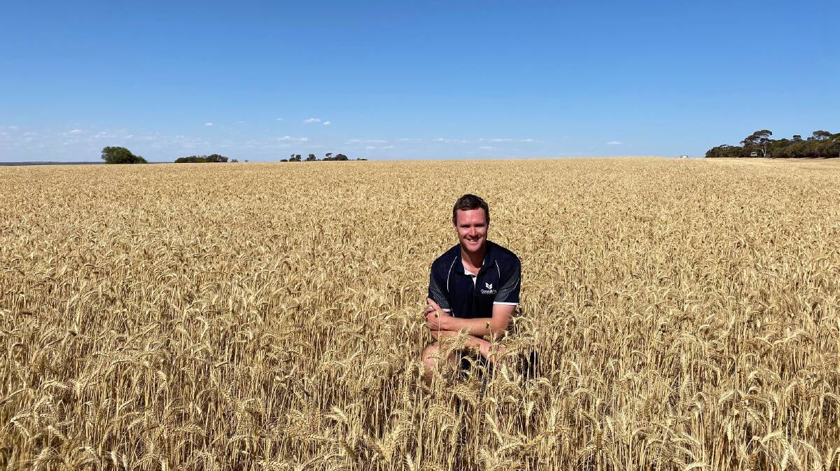 ConsultAg agronomist Brad Joyce believes there will be renewed local interest in the pulse market.