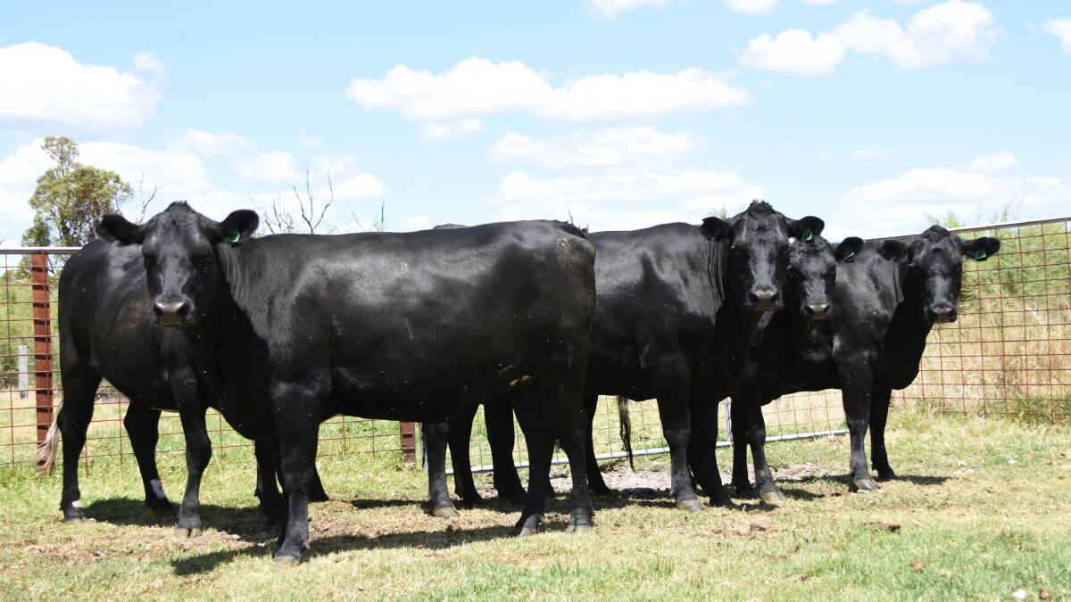 Regular vendors the Maughan family, Stockfield Farm, Uduc, will present a top line of 16 owner-bred Angus-Friesian heifers in the sale.