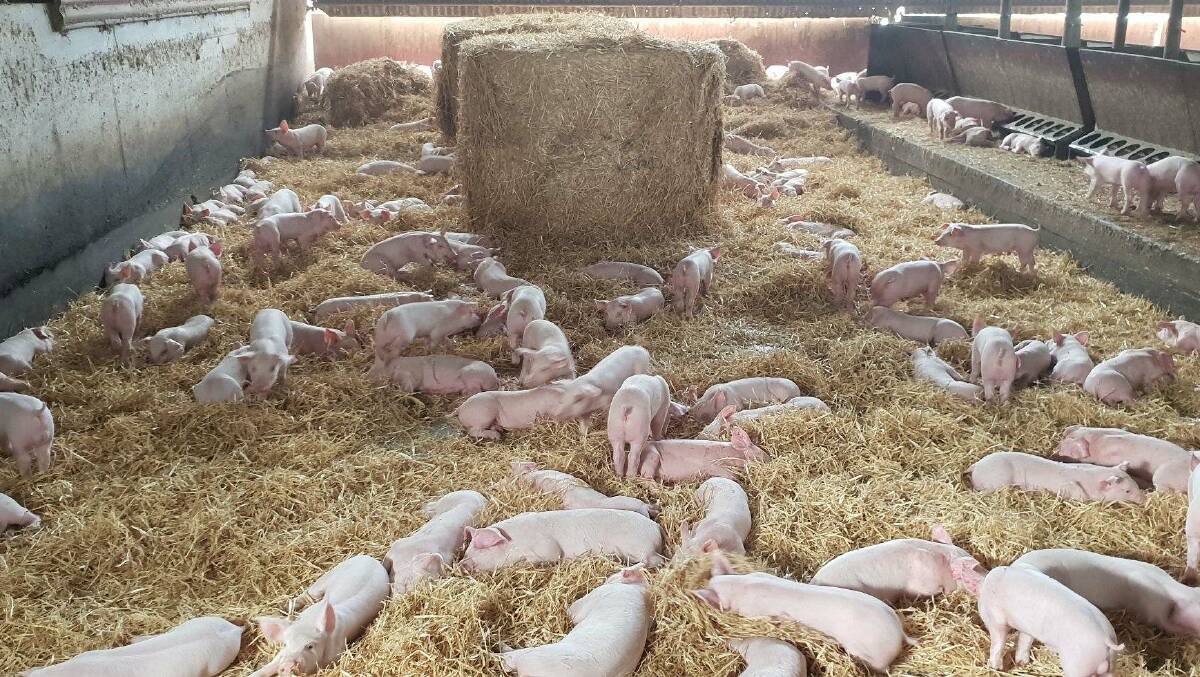 While most breeders wean their piglets at 21 to 24 days old, Mr Hoffrichter waits until his animals reach 32 days of age and 12 kilograms in weight.