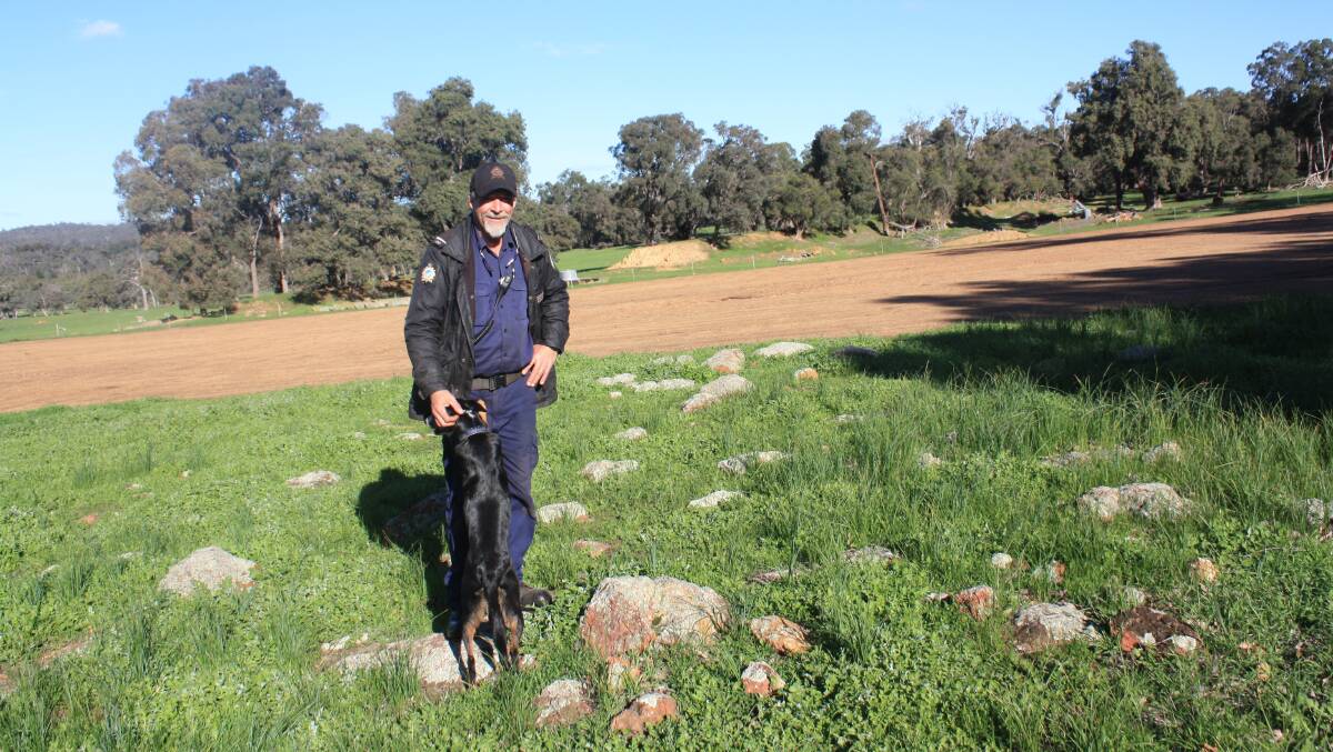  Wooroloo Prison Farm manager Dave Traylen with sheep dog Flick shows the stark contrast between rocky uncroppable land and the smooth, crushed conglomerate coffee rock soil already germinating a Mammoth oats hay crop. "We'll get a conservative $36,000 from the hay off the land we've brought into production," he said.