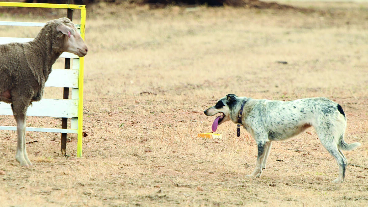 Grant Cooke's dog Grassvalley Bluey at the Esperance and Districts Working Sheep Dog Club's Pingelly sheep dog trials. Photos Nan Lloyd.