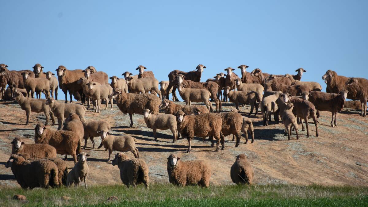 Along with joining 1650 ewes to Merino rams from the East Mundalla stud, Tarin Rock, the Wards also join 350 ewes to White Suffolk rams from the Golden Hill stud, Kukerin, for prime lamb production.
