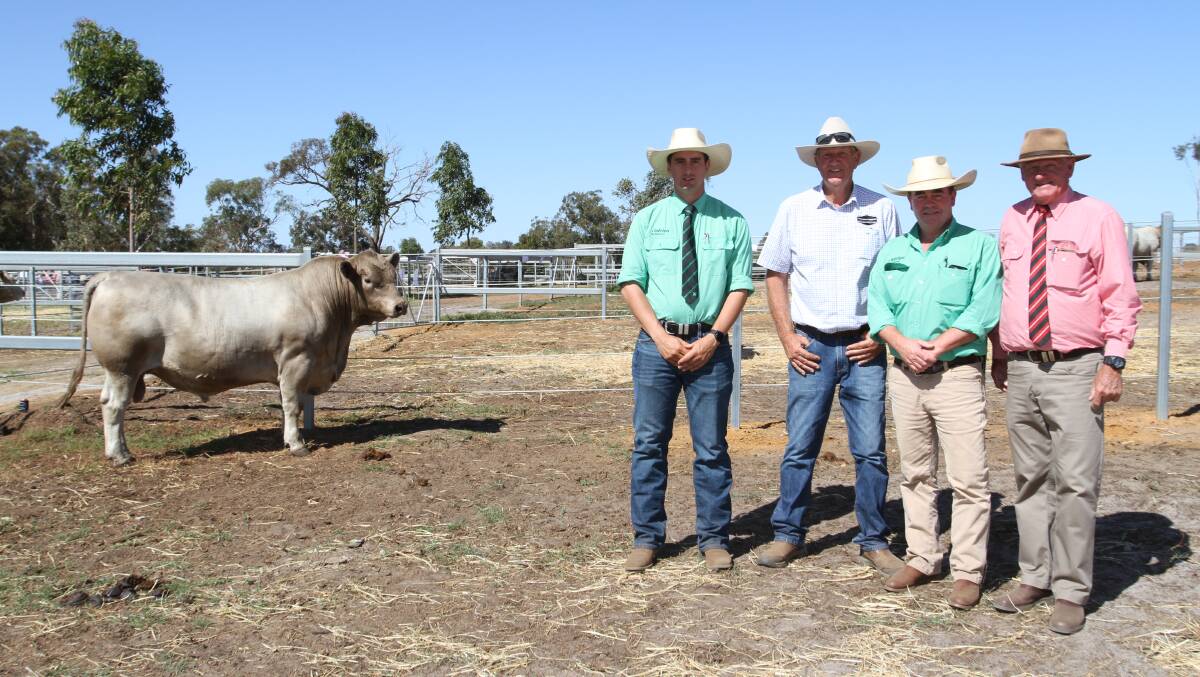 Nutrien Livestock, trainee Jordan Dwyer (left), Venturon Livestock stud co-principal Andrew Thompson, Boyup Brook, Nutrien Livestock, Boyup Brook agent Jamie Abbs and Elders Donnybrook representative Deane Allen with the $10,000 top-priced Murray Grey bull Venturon Sarsparilla S111 (by Double A Qualified Q2) purchased by Mr Abbs on behalf of RH Norman & Son, Busselton.