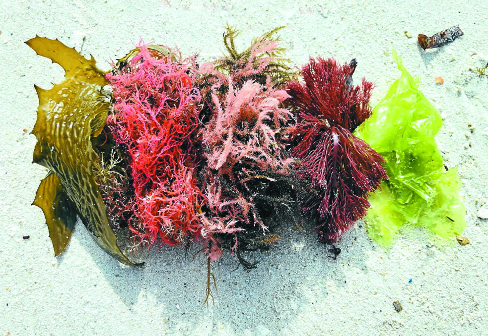 The culinary uses for seaweeds are endless.