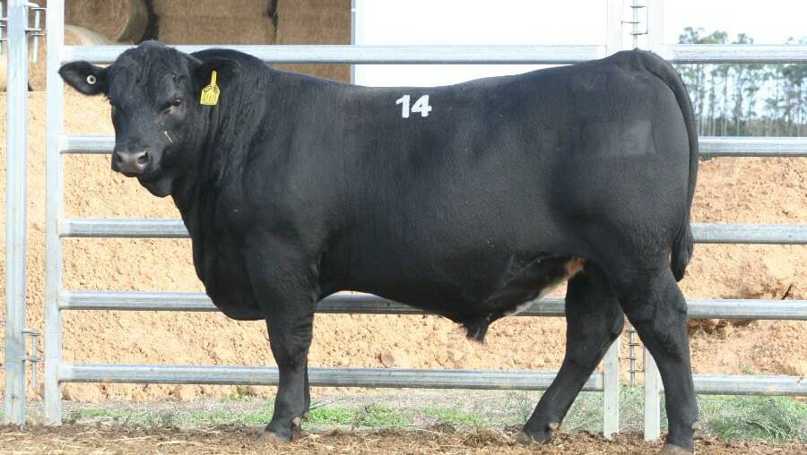 This bull Lawsons Prophet Q1615 took top price honours in last week's Lawsons Angus Manypeaks bull sale when it sold for $13,500 to AN undisclosed South West commercial operation which has been buying from the stud for eight years.