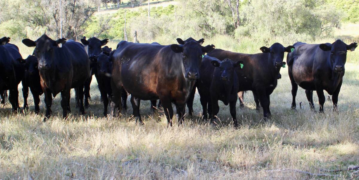 Based on Koojan Hills bloodlines, Jon is focused on building his Angus herd to approximately 80 breeders in the next five years and would like to reach a point where he is producing and processing a high quality grass-fed beef product.