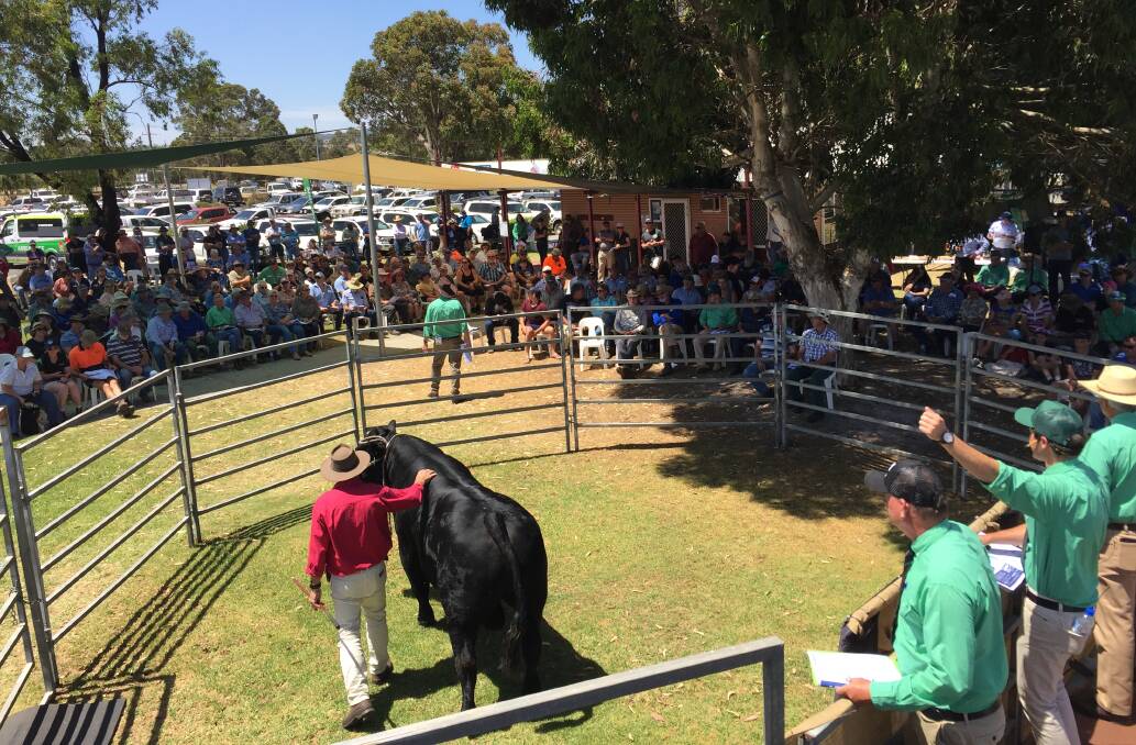 The $17,000 top-priced Black Simmental bull offered by the Hard family's Naracoopa stud, Denmark, being sold at this year's Nutrien Livestock Great Southern Blue Ribbon Female and All Breeds Bull Sale at Mt Barker on Tuesday.