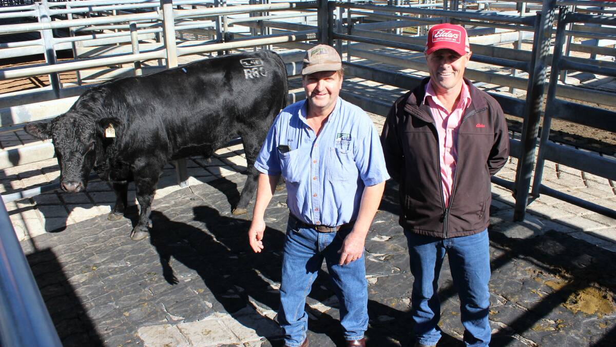 With the $10,000 top price bull of the Elders Albany Winter bull sale at Mt Barker were Ballawinna Angus stud principal Mick Pratt (left) and Elders Mt Barker agent Dean Wallinger. The top price Ballawinna Angus sire was purchased by Steve Moir, Woodburn Grazing, Porongorup.