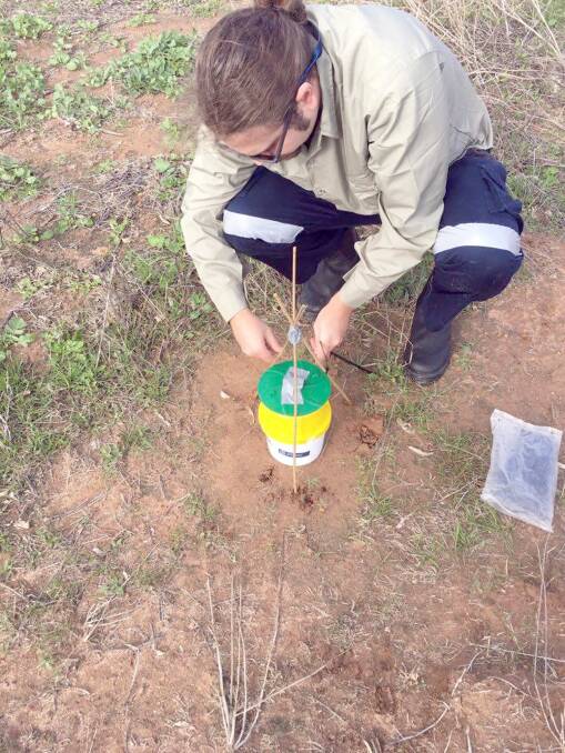 Agribusiness student Miles Ellery, Curtin University, setting traps for a DPIRD project in the Liebe Group region.
