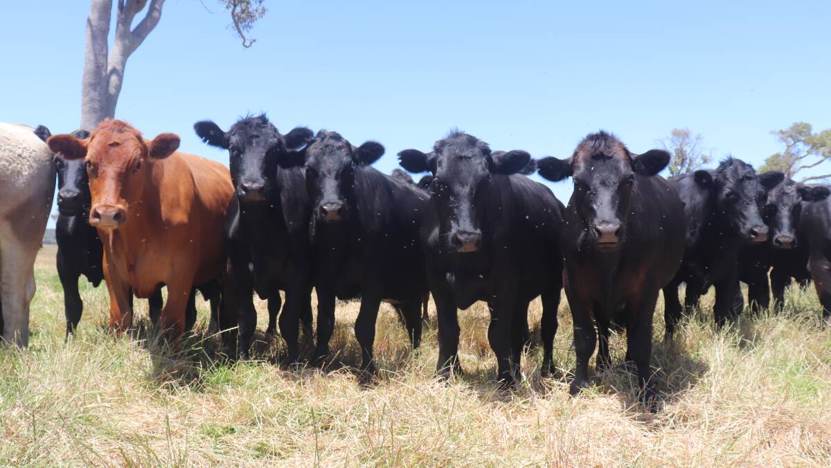 The onsite feedlot at Cloverdale is where all of the Speckle Park cross, Red Angus steers and Charolais yearlings are finished before being sold to the export or local supermarket trade.
