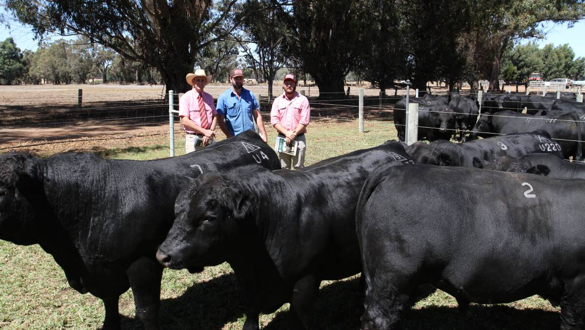 Inspecting the bulls prior to the Bonnydale sale were Elders South West livestock manager Michael Carroll (left), Sam Weightman, Topweight Simmental stud, Forest Grove and Elders Margaret River representative Brendan Millar. Topweight Simmentals paid the sales $19,000 fourth top price for Black Simmental bull Bonnydale Gold U4 (by TJ Gold 274G).