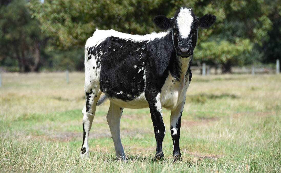 Rodwell Farms, Boyanup, will feature in the first-cross heifer offering with eight Speckle Park-Friesian heifers aged 12 to 14 months.