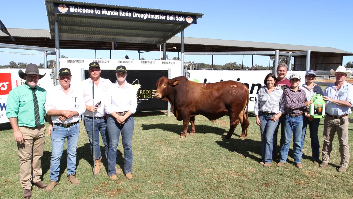 With the new $60,000 WA record top-priced Bos Indicus bull to sell at auction Munda Fortdale 3965 (PP) (by Garthowen Velocity 2) at the inaugural Munda Reds Droughtmaster on-property bull sale at Glencoe, Gingin, last week were auctioneer Dane Pearce (left), Nutrien Ag Solutions stud stock, Rockhampton, Queensland, Munda Reds stud principal Mike Thomson and Glencoe managers Ben and Olivia Wright, buyers Katrina Wallis, Paul Laycock, Max Wallis and Steph Laycock, High Country Droughtmaster stud, Toogoolawah, Queensland and top-price bull sponsor Darren Rutley, Abbey Animal Health Pty Ltd.