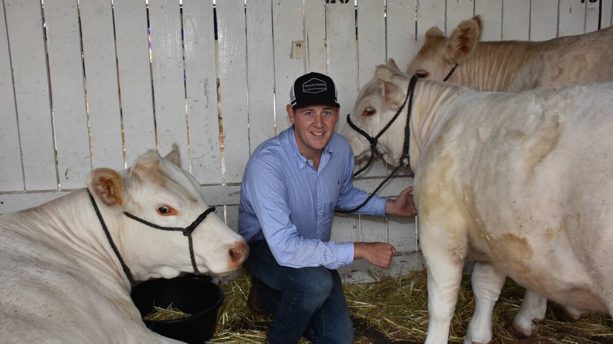 Harris Thompson, 22, a Boyup Brook cattleman was selected during the Perth Royal Show as the Agricultural Shows Australia National Rural Ambassador. He is pictured with some of the Charolais bulls he showed with his family.