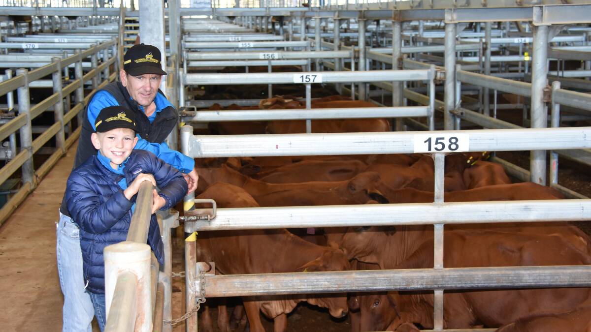  Nutrien Livestock, Pilbara agent Daniel Wood inspected the line-up of Droughtmaster steers on offer from the Hamersley family, Haseley stud, Boolathana and Wandagee stations, Carnarvon, with his son Ben, 8.