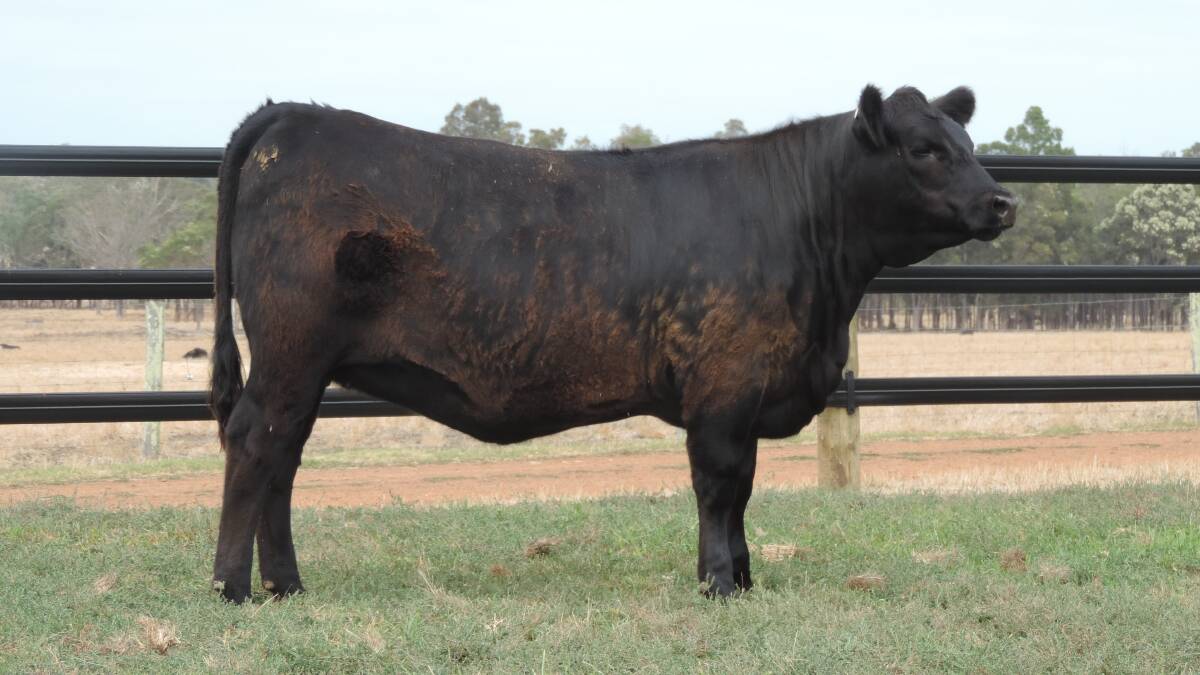 Mordallup Duetter S126 which was sold in lot one in the sale made the equal top heifer price of $20,000 when it sold to Riga Angus stud, Mansfield, Victoria.