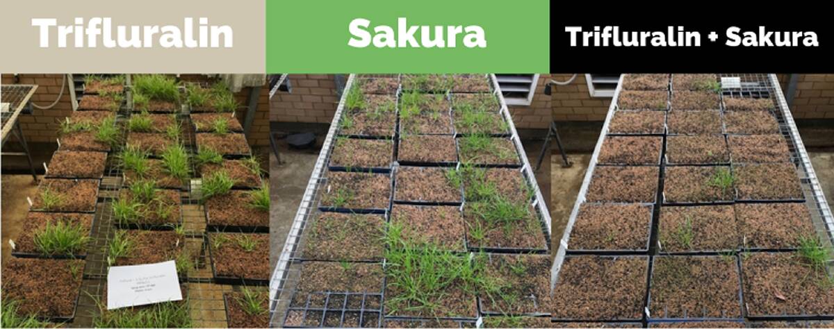 A comparison of standalone trifluralin and Sakura, versus a mixture of the two.